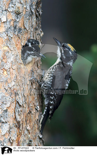Arctic woodpeckers / FF-07022