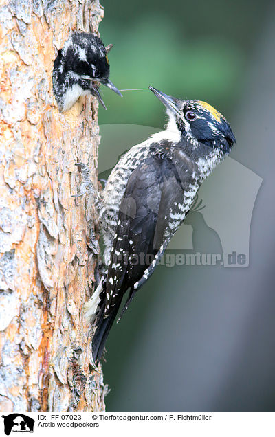Arctic woodpeckers / FF-07023