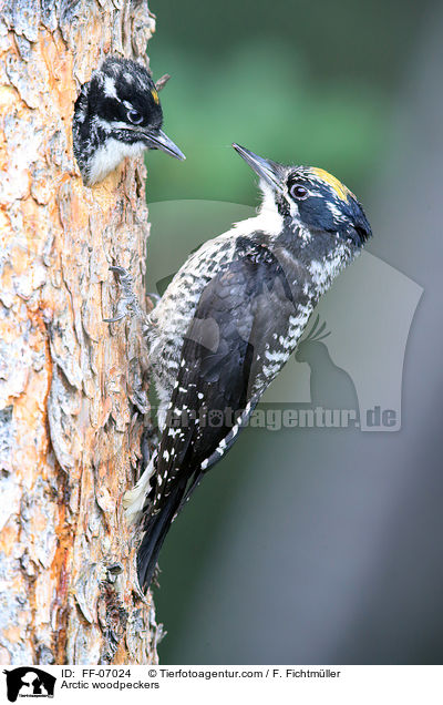 Arctic woodpeckers / FF-07024