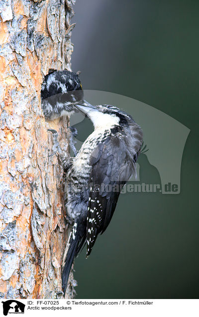 Arctic woodpeckers / FF-07025