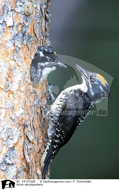 Arctic woodpeckers / FF-07026