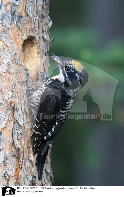 Arctic woodpecker / FF-07027
