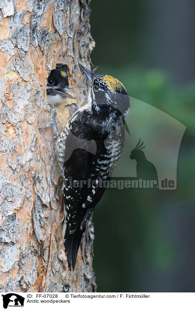 Arctic woodpeckers / FF-07028