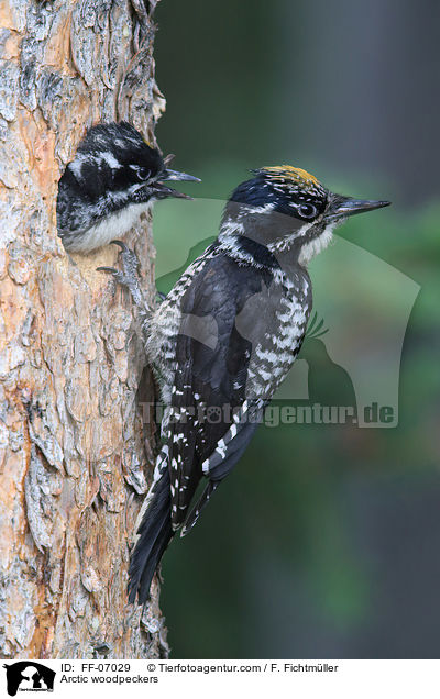 Arctic woodpeckers / FF-07029