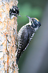 Arctic woodpeckers