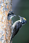 Arctic woodpeckers