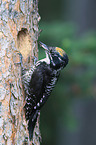 Arctic woodpecker