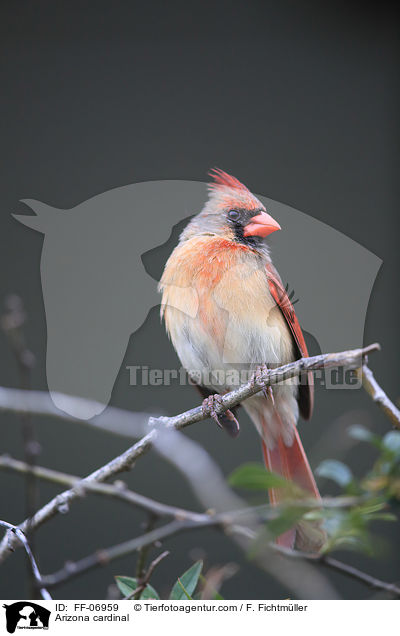 Arizona cardinal / FF-06959