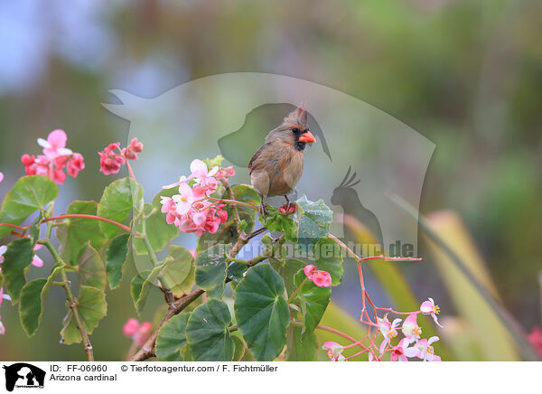 Arizona cardinal / FF-06960