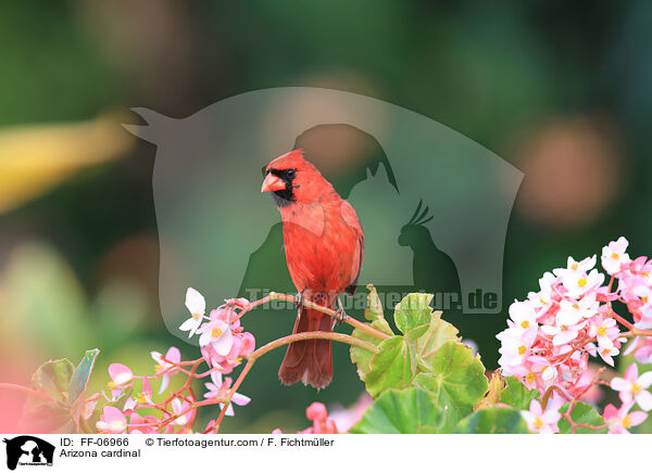 Arizona cardinal / FF-06966