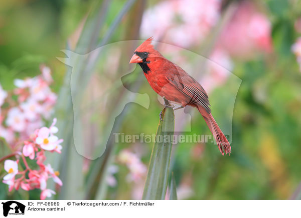 Arizona cardinal / FF-06969