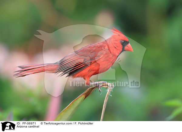 Arizona cardinal / FF-06971