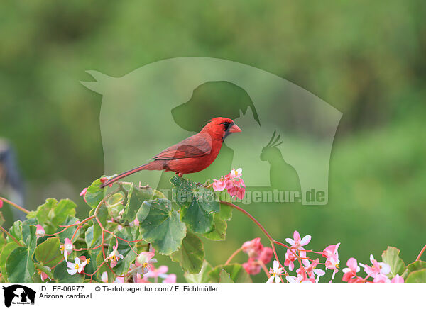 Arizona cardinal / FF-06977