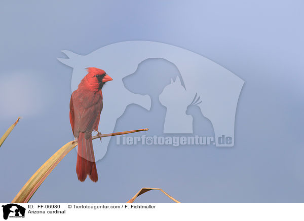 Arizona cardinal / FF-06980