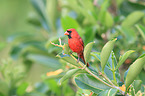 Arizona cardinal