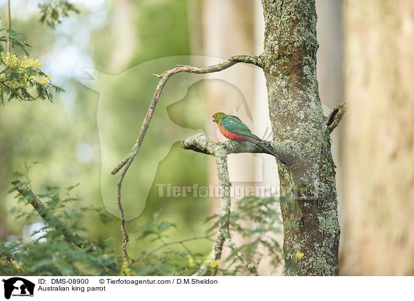 Australian king parrot / DMS-08900