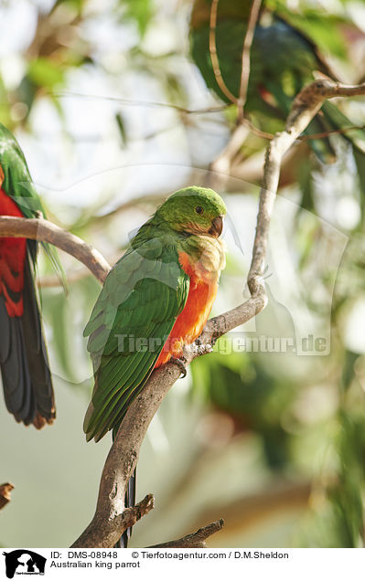 Australian king parrot / DMS-08948