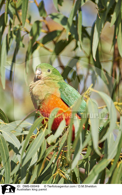Australian king parrot / DMS-08949