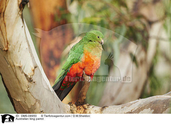 Australian king parrot / DMS-08950