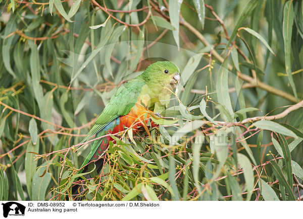 Australian king parrot / DMS-08952
