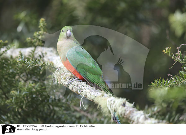Australian king parrot / FF-08254