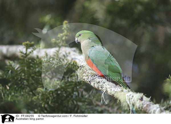 Australian king parrot / FF-08255