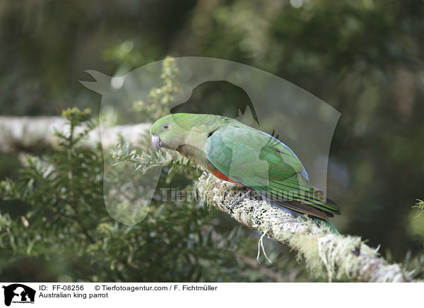 Australian king parrot / FF-08256