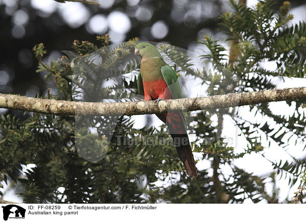 Australian king parrot / FF-08259