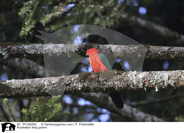 Australian king parrot / FF-08260