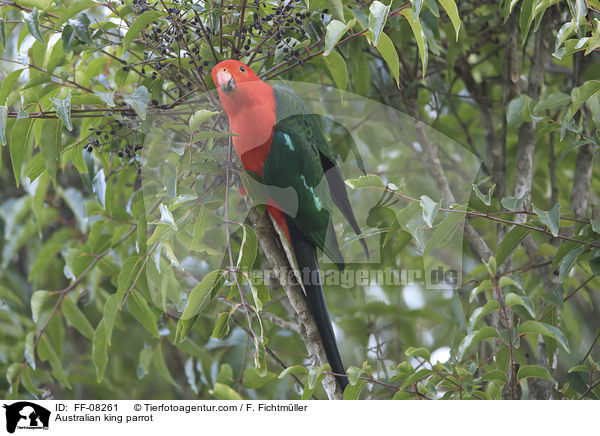 Australian king parrot / FF-08261