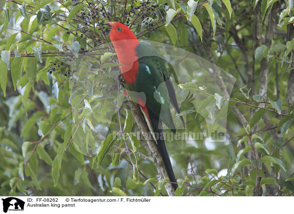 Australian king parrot / FF-08262