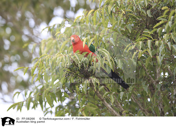 Australian king parrot / FF-08266