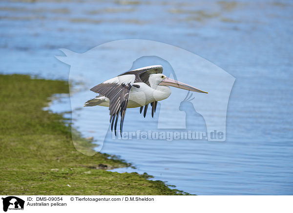 Australian pelican / DMS-09054