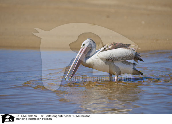 standing Australian Pelican / DMS-09175