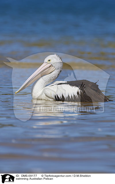 swimming Australian Pelican / DMS-09177