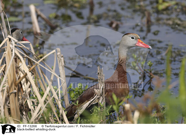 black-bellied whistling-duck / FF-13268