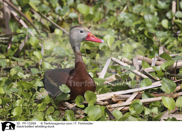 black-bellied whistling-duck / FF-13269