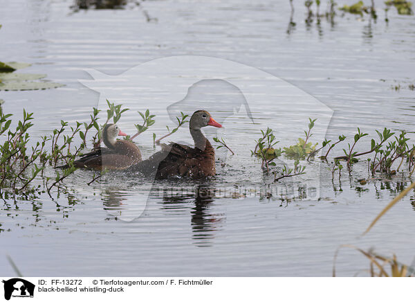 black-bellied whistling-duck / FF-13272