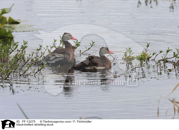 black-bellied whistling-duck / FF-13275