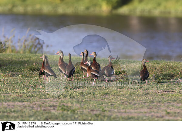 black-bellied whistling-duck / FF-13279
