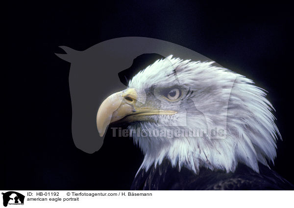 american eagle portrait / HB-01192