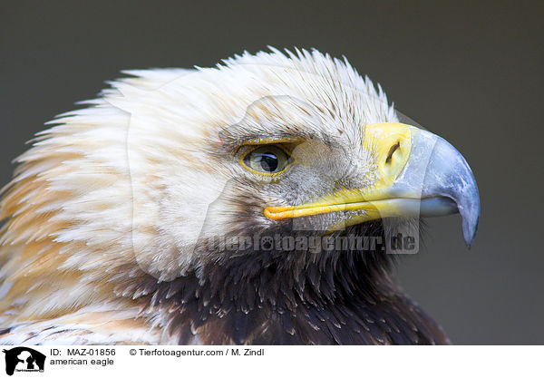 american eagle / MAZ-01856