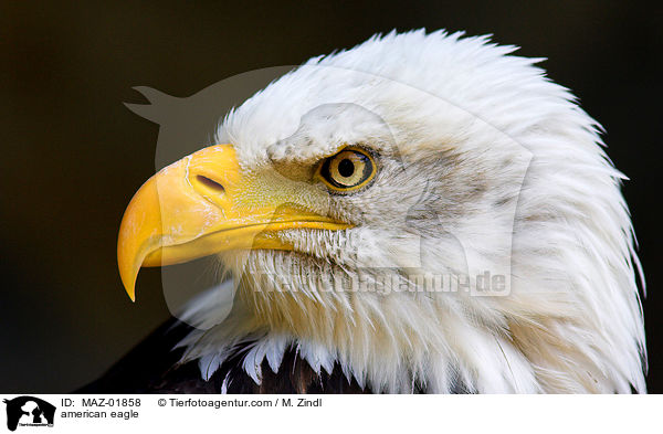 american eagle / MAZ-01858
