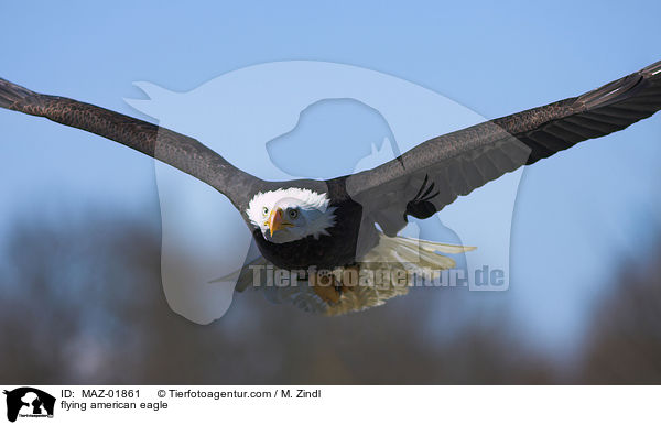 flying american eagle / MAZ-01861