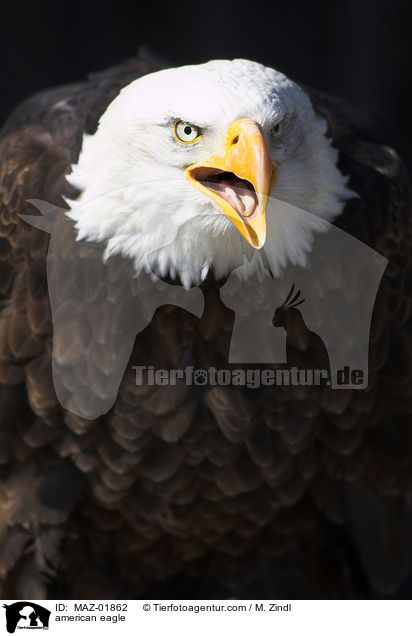 american eagle / MAZ-01862