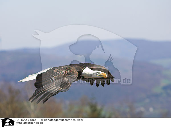 flying american eagle / MAZ-01866
