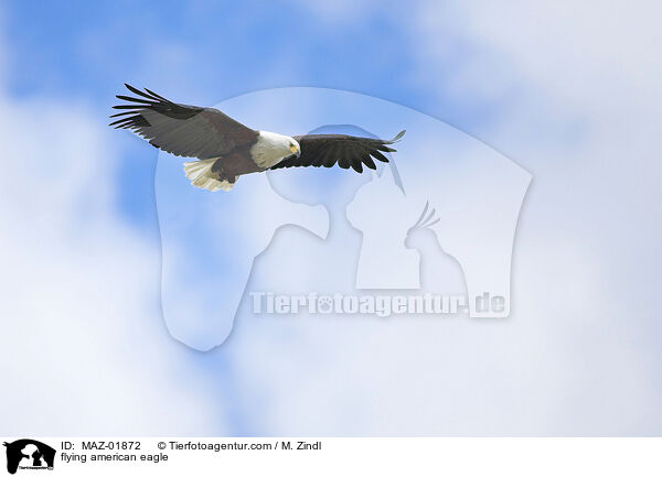 flying american eagle / MAZ-01872
