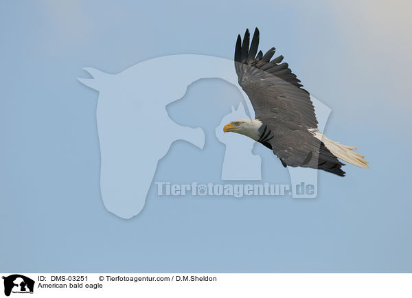 American bald eagle / DMS-03251