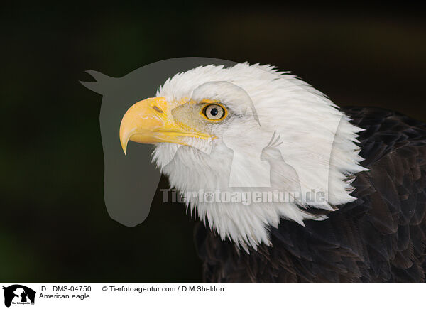American eagle / DMS-04750