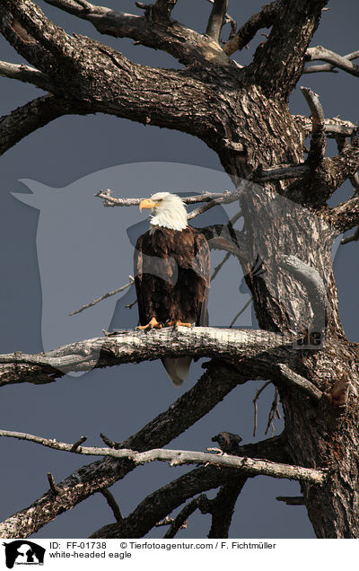 white-headed eagle / FF-01738